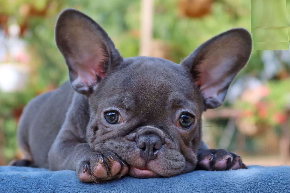 French Bulldog Puppies for Sale 0 – Limited Time Offer